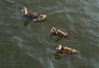 Dateiname=Vogel-Ente-20110712-29.jpg
Dateigröße=104KB
Abmessungen: 880x606
hinzugefügt am: 06. Januar 2016 Vogel-Ente-20110712-29.jpg
