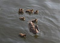 Dateiname=Vogel-Ente-20110712-37.jpg
Dateigröße=133KB
Abmessungen: 880x631
hinzugefügt am: 06. Januar 2016 Vogel-Ente-20110712-37.jpg