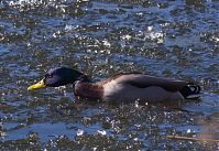 Dateiname=Vogel-Ente-20120226-035.jpg
Dateigröße=291KB
Abmessungen: 880x603
hinzugefügt am: 06. Januar 2016 Vogel-Ente-20120226-035.jpg