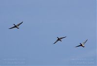 Vogel-Ente-20130424-218.jpg