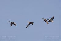 Vogel-Ente-20130424-219.jpg
