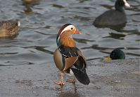 Vogel-EnteMandarin-20081123-10.jpg