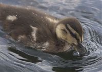 Vogel-Enten-20130726-100.jpg