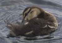 Vogel-Enten-20130726-102.jpg