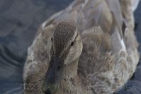 Vogel-Enten-20130726-103.jpg