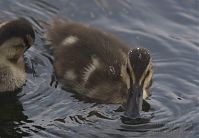 Vogel-Enten-20130726-104.jpg