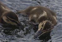 Vogel-Enten-20130726-106.jpg