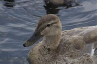 Vogel-Enten-20130726-107.jpg