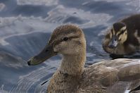 Vogel-Enten-20130726-108.jpg