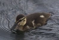 Vogel-Enten-20130726-109.jpg