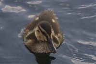 Vogel-Enten-20130726-110.jpg