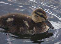 Vogel-Enten-20130726-112.jpg