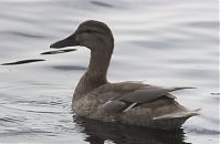 Vogel-Enten-20130726-113.jpg
