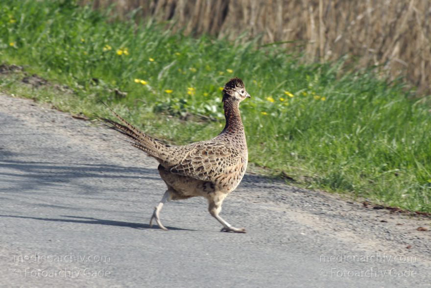Fasan (Phasianus colchicus)
2. 5. 2013. Niedersachsen. Wischhafen. Fauna. Tiere. Vogel. Fasan (Phasianus colchicus)
Schlüsselwörter: birds;Fasan;Fauna;Niedersachsen;Phasianus colchicus;Tiere;Vogel;Vögel;2013;Wischhafen
