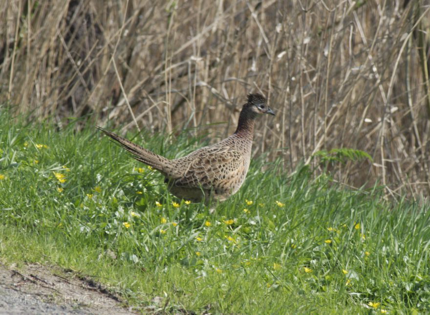 Fasan (Phasianus colchicus)
2. 5. 2013. Niedersachsen. Wischhafen. Fauna. Tiere. Vogel. Fasan (Phasianus colchicus)
Schlüsselwörter: birds;Fasan;Fauna;Niedersachsen;Phasianus colchicus;Tiere;Vogel;Vögel;2013;Wischhafen