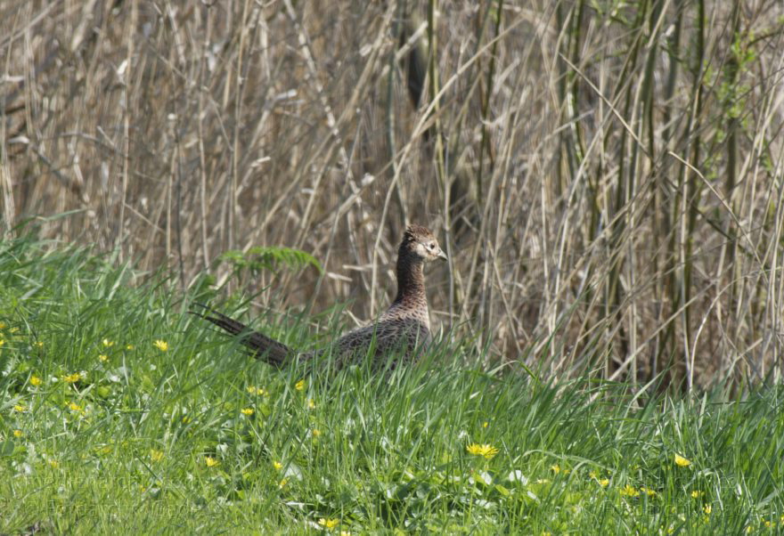Fasan (Phasianus colchicus)
2. 5. 2013. Niedersachsen. Wischhafen. Fauna. Tiere. Vogel. Fasan (Phasianus colchicus)
Schlüsselwörter: birds;Fasan;Fauna;Niedersachsen;Phasianus colchicus;Tiere;Vogel;Vögel;2013;Wischhafen
