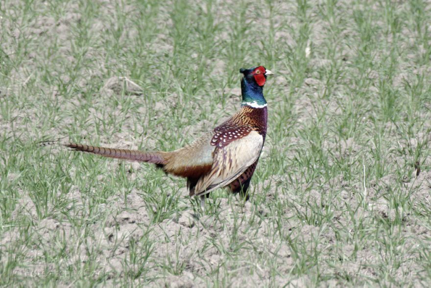 Fasan (Phasianus colchicus)
2. 5. 2013. Niedersachsen. Wischhafen. Fauna. Tiere. Vogel. Fasan (Phasianus colchicus)
Schlüsselwörter: birds;Fasan;Fauna;Niedersachsen;Phasianus colchicus;Tiere;Vogel;Vögel;2013;Wischhafen