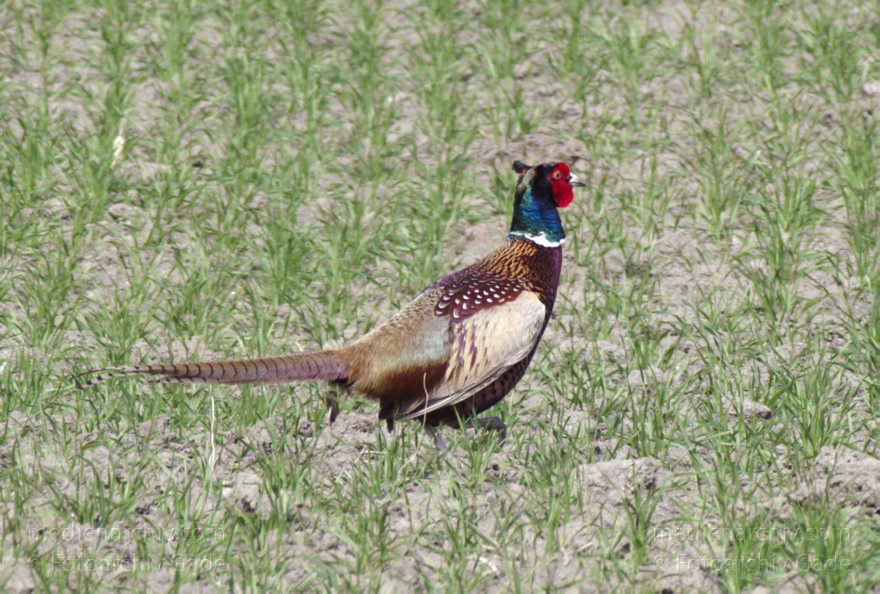 Fasan (Phasianus colchicus)
2. 5. 2013. Niedersachsen. Wischhafen. Fauna. Tiere. Vogel. Fasan (Phasianus colchicus)
Schlüsselwörter: birds;Fasan;Fauna;Niedersachsen;Phasianus colchicus;Tiere;Vogel;Vögel;2013;Wischhafen