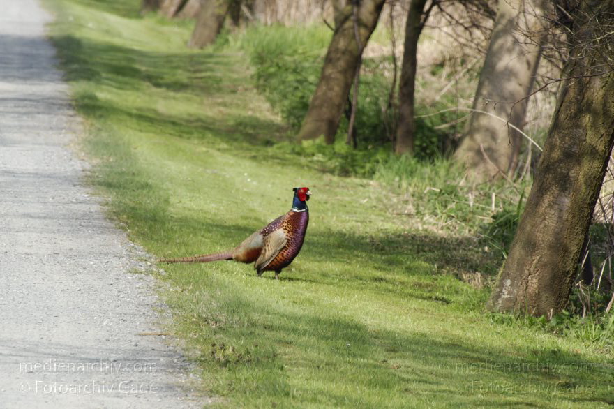 Fasan (Phasianus colchicus)
2. 5. 2013. Niedersachsen. Wischhafen. Fauna. Tiere. Vogel. Fasan (Phasianus colchicus)
Schlüsselwörter: birds;Fasan;Fauna;Niedersachsen;Phasianus colchicus;Tiere;Vogel;Vögel;2013;Wischhafen