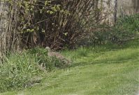 Dateiname=Vogel-Fasan-20130502-189.jpg
Dateigröße=221KB
Abmessungen: 880x602
hinzugefügt am: 06. Januar 2016 Vogel-Fasan-20130502-189.jpg