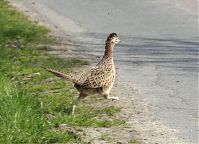 Dateiname=Vogel-Fasan-20130502-190.jpg
Dateigröße=186KB
Abmessungen: 880x635
hinzugefügt am: 06. Januar 2016 Vogel-Fasan-20130502-190.jpg