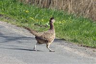 Dateiname=Vogel-Fasan-20130502-192.jpg
Dateigröße=212KB
Abmessungen: 880x588
hinzugefügt am: 06. Januar 2016 Vogel-Fasan-20130502-192.jpg