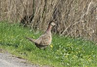 Dateiname=Vogel-Fasan-20130502-193.jpg
Dateigröße=232KB
Abmessungen: 880x607
hinzugefügt am: 06. Januar 2016 Vogel-Fasan-20130502-193.jpg