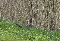 Dateiname=Vogel-Fasan-20130502-195.jpg
Dateigröße=282KB
Abmessungen: 880x602
hinzugefügt am: 06. Januar 2016 Vogel-Fasan-20130502-195.jpg