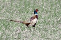 Dateiname=Vogel-Fasan-20130502-196.jpg
Dateigröße=263KB
Abmessungen: 880x589
hinzugefügt am: 06. Januar 2016 Vogel-Fasan-20130502-196.jpg