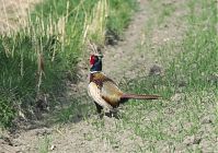 Dateiname=Vogel-Fasan-20130502-198.jpg
Dateigröße=258KB
Abmessungen: 880x620
hinzugefügt am: 06. Januar 2016 Vogel-Fasan-20130502-198.jpg