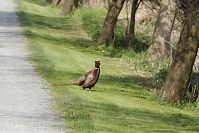 Dateiname=Vogel-Fasan-20130502-199.jpg
Dateigröße=225KB
Abmessungen: 880x586
hinzugefügt am: 06. Januar 2016 Vogel-Fasan-20130502-199.jpg