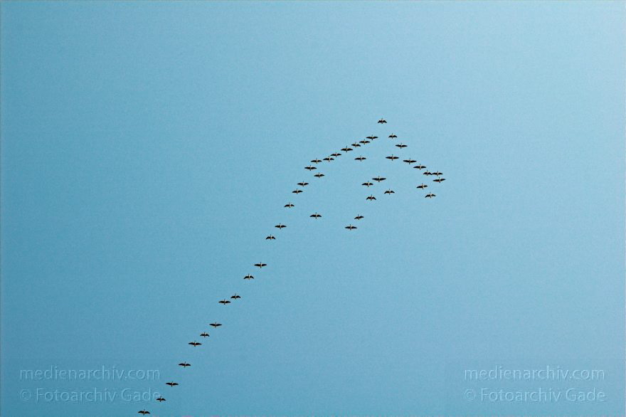 Berlin. Fauna Tiere. Gänseschwarm auf dem Flug nach Süden.
Oktober 2005. Berlin. Fauna Tiere. Gänseschwarm auf dem Flug nach Süden. Zugvögel. Flugformation. Gans. Graugans. Graugänse.Vogel.
Schlüsselwörter: Berlin;birds;Fauna;Flugformation;Gans;Gänse;Schwarm;Tiere;Vogel;Vögel;Zugvogel;2005;Zugvögel