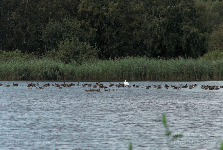 Linum. Gänse auf einem Teich
19. 7. 2009. Brandenburg. Linum. Fauna. Tiere. Wasservogel. Gans. Gänse auf dem Teich
Schlüsselwörter: Vogel;Vögel;birds;Fauna;Tiere;Gans;2009