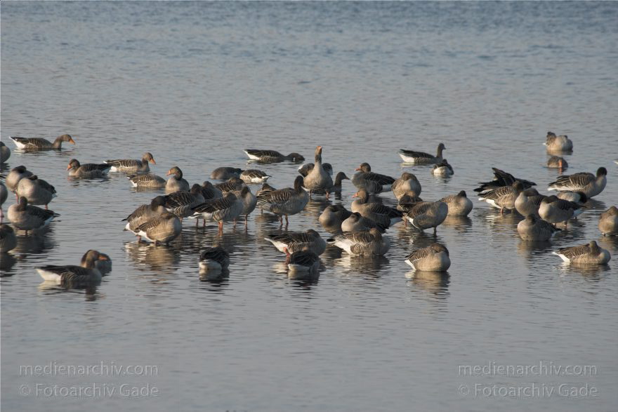 Brandenburg. Rhinluch. Linum. Rastene Gänse im Fischteich
31. 10. 2009. Brandenburg. Linum. Fauna Vogel Vögel Zugvogel. Rastende Gänse in den flachen Fischteichen.
Schlüsselwörter: Anser anser;birds;Brandenburg;Fauna;Fischteich;Gans;Graugans;Gänse;Linum;Rhinluch;Vogel;Vögel;2009;Zugvogel
