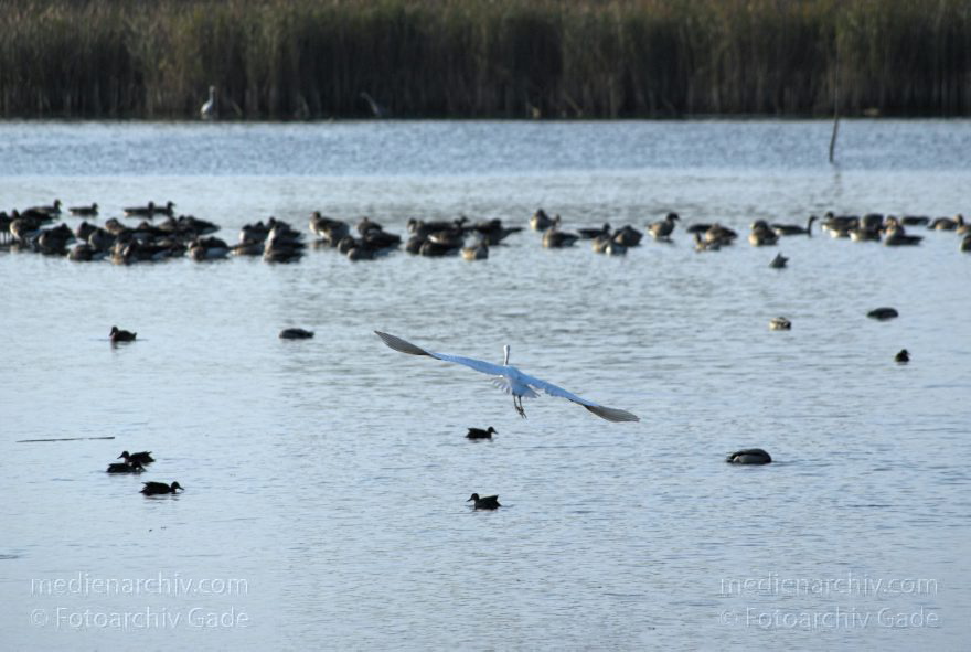 Brandenburg. Rhinluch. Linum. Rastene Gänse im Fischteich
31. 10. 2009. Brandenburg. Linum. Fauna Vogel Vögel Zugvogel. Rastende Gänse in den flachen Fischteichen.
Schlüsselwörter: Anser anser;birds;Brandenburg;Fauna;Fischteich;Gans;Graugans;Gänse;Linum;Rhinluch;Vogel;Vögel;2009;Zugvogel