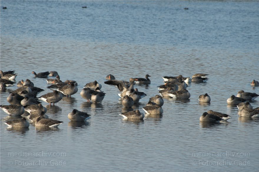 Brandenburg. Rhinluch. Linum. Rastene Gänse im Fischteich
31. 10. 2009. Brandenburg. Linum. Fauna Vogel Vögel Zugvogel. Rastende Gänse in den flachen Fischteichen.
Schlüsselwörter: Anser anser;birds;Brandenburg;Fauna;Fischteich;Gans;Graugans;Gänse;Linum;Rhinluch;Vogel;Vögel;2009;Zugvogel