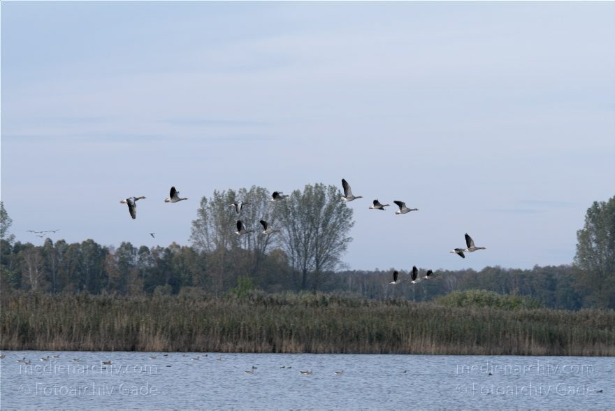 Brandenburg. Linum. bei den Teichen. Vogel. Gänse. Enten.
23. 10. 2010. Brandenburg. Linum. bei den Teichen. Fauna. Tiere. Vogel. Vögel. Gänse. Enten. Zugvögel. Zugvogel.
Schlüsselwörter: Anser anser;birds;Brandenburg;Fauna;Graugans;Linum;Teiche;Tiere;Vogel;Vögel;2010;Zugvögel
