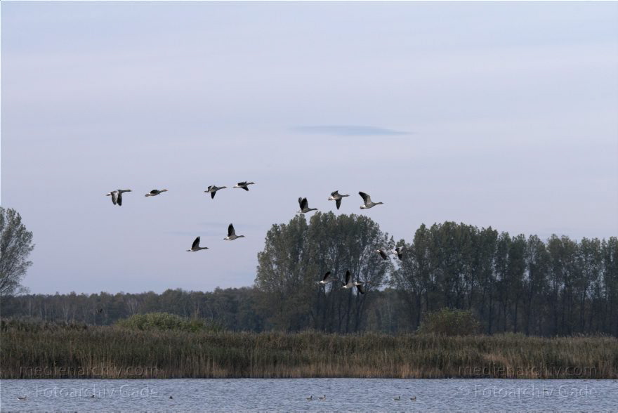 Brandenburg. Linum. bei den Teichen. Vogel. Gänse. Enten.
23. 10. 2010. Brandenburg. Linum. bei den Teichen. Fauna. Tiere. Vogel. Vögel. Gänse. Enten. Zugvögel. Zugvogel.
Schlüsselwörter: Anser anser;birds;Brandenburg;Fauna;Graugans;Linum;Teiche;Tiere;Vogel;Vögel;2010;Zugvögel