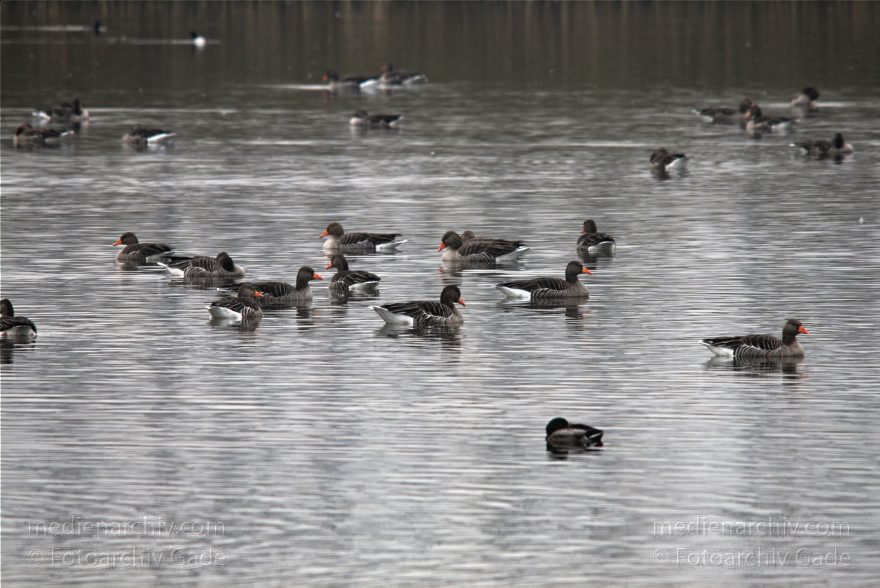 Brandenburg. Linum. Vogel. Gans. Gänse auf den Teichen.
1. 11. 2010. Brandenburg. Linum. Fauna. Tiere. Vogel. Vögel. Gans. Gänse auf den Teichen.
Schlüsselwörter: Anser anser;birds;Brandenburg;Fauna;Gans;Graugans;Gänse;Linum;Tiere;Vogel;Vögel;2010