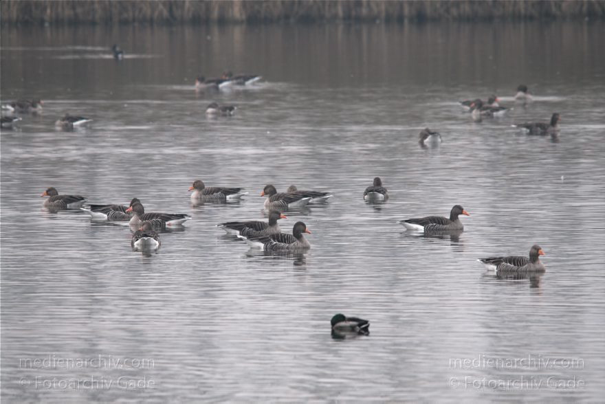 Brandenburg. Linum. Vogel. Gans. Gänse auf den Teichen.
1. 11. 2010. Brandenburg. Linum. Fauna. Tiere. Vogel. Vögel. Gans. Gänse auf den Teichen.
Schlüsselwörter: Anser anser;birds;Brandenburg;Fauna;Gans;Graugans;Gänse;Linum;Tiere;Vogel;Vögel;2010