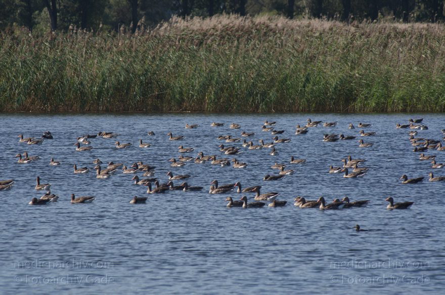 Brandenburg. Linum. Teiche. Vogel. Ganss. Gänse
20. 8. 2011. Brandenburg. Linum. Teiche. Fauna. Tiere. Vogel. Vögel. Gans. Gänse auf den Teichen.
Schlüsselwörter: Anser anser;birds;Brandenburg;Fauna;Gans;Graugans;Gänse;Linum;Teiche;Tiere;Vogel;Vögel;2011