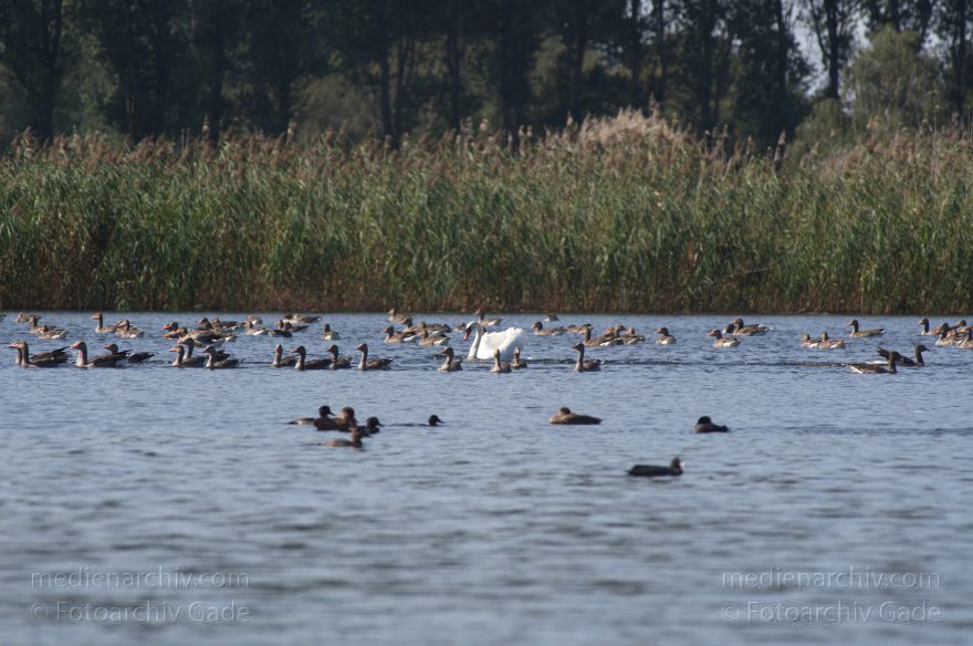 Brandenburg. Linum. Teiche. Vogel. Ganss. Gänse
20. 8. 2011. Brandenburg. Linum. Teiche. Fauna. Tiere. Vogel. Vögel. Gans. Gänse auf den Teichen.
Schlüsselwörter: Anser anser;birds;Brandenburg;Fauna;Gans;Graugans;Gänse;Linum;Teiche;Tiere;Vogel;Vögel;2011
