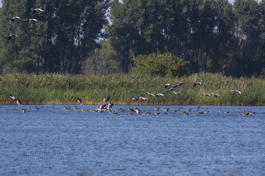 Brandenburg. Linum. Teiche. Vogel. Ganss. Gänse
20. 8. 2011. Brandenburg. Linum. Teiche. Fauna. Tiere. Vogel. Vögel. Gans. Gänse auf den Teichen.
Schlüsselwörter: Anser anser;birds;Brandenburg;Fauna;Gans;Graugans;Gänse;Linum;Teiche;Tiere;Vogel;Vögel;2011