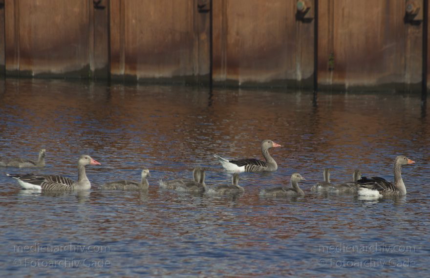 Gänse mit Küken. Graugans (Anser anser)
7. 6. 2013. Brandenburg. Havel-Kanal bei Wustermark. Fauna. Tiere. Vogel. Vögel. Gans. Gänse mit Küken. Graugans (Anser anser)
Schlüsselwörter: Anser anser;birds;Fauna;Gans;Graugans;Havel-Kanal;Vogel;Vögel;2013;Wustermark