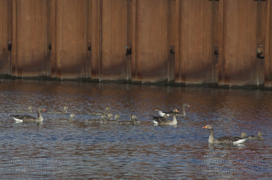 Gänse mit Küken. Graugans (Anser anser)
7. 6. 2013. Brandenburg. Havel-Kanal bei Wustermark. Fauna. Tiere. Vogel. Vögel. Gans. Gänse mit Küken. Graugans (Anser anser)
Schlüsselwörter: Anser anser;birds;Fauna;Gans;Graugans;Havel-Kanal;Vogel;Vögel;2013;Wustermark