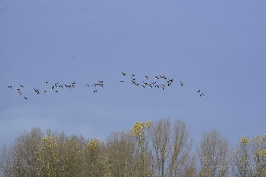 Brandenburg. Tiere. Vogel. Gans. (Anserinae)
14. 11. 2013. Brandenburg. Rhinluch. Tiere. Vogel. Gans. (Anserinae)
Schlüsselwörter: Anser anser;Anserinae;Brandenburg;Feld;Gans;Graugans;Gänse;Tiere;Vogel;2013;Vögel