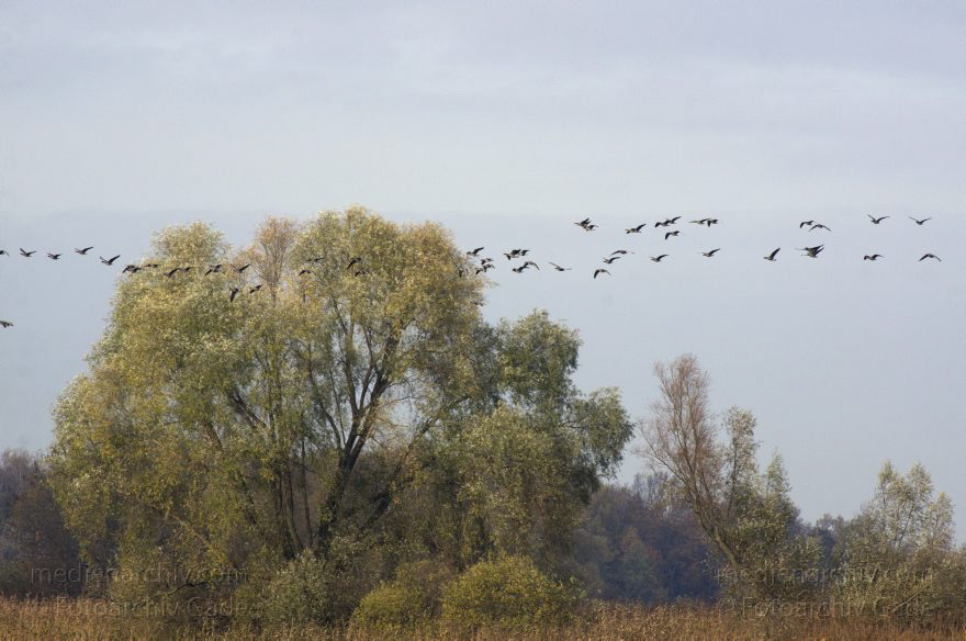 Brandenburg. Tiere. Vogel. Gans. (Anserinae)
14. 11. 2013. Brandenburg. Rhinluch. Tiere. Vogel. Gans. (Anserinae)
Schlüsselwörter: Anser anser;Anserinae;Brandenburg;Feld;Gans;Graugans;Gänse;Tiere;Vogel;2013;Vögel