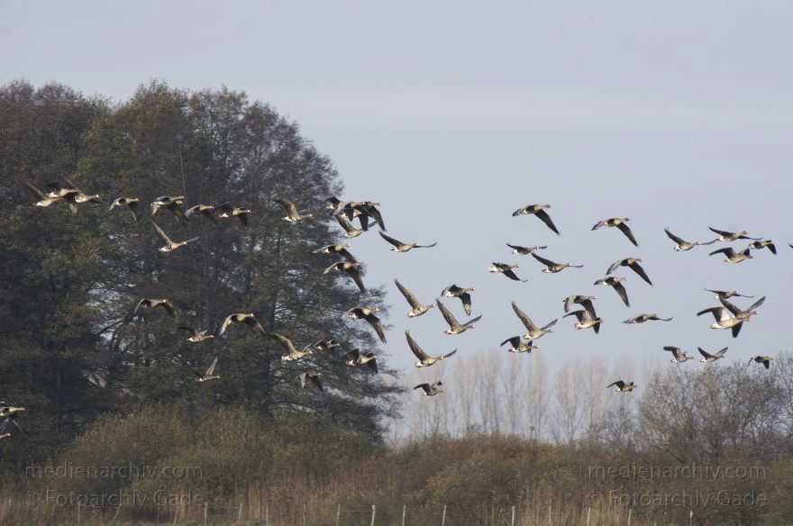 Brandenburg. Tiere. Vogel. Gans. (Anserinae)
14. 11. 2013. Brandenburg. Rhinluch. Tiere. Vogel. Gans. (Anserinae)
Schlüsselwörter: Anser anser;Anserinae;Brandenburg;Feld;Gans;Graugans;Gänse;Tiere;Vogel;2013;Vögel