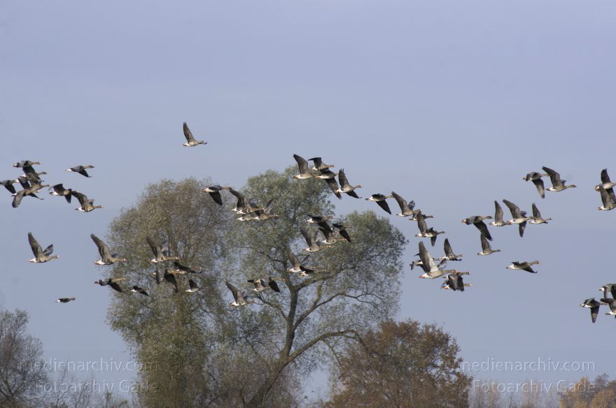 Brandenburg. Tiere. Vogel. Gans. (Anserinae)
14. 11. 2013. Brandenburg. Rhinluch. Tiere. Vogel. Gans. (Anserinae)
Schlüsselwörter: Anser anser;Anserinae;Brandenburg;Feld;Gans;Graugans;Gänse;Tiere;Vogel;2013;Vögel