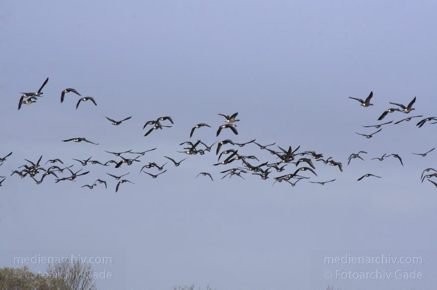Brandenburg. Tiere. Vogel. Gans. (Anserinae)
14. 11. 2013. Brandenburg. Rhinluch. Tiere. Vogel. Gans. (Anserinae)
Schlüsselwörter: Anser anser;Anserinae;Brandenburg;Feld;Gans;Graugans;Gänse;Tiere;Vogel;2013;Vögel